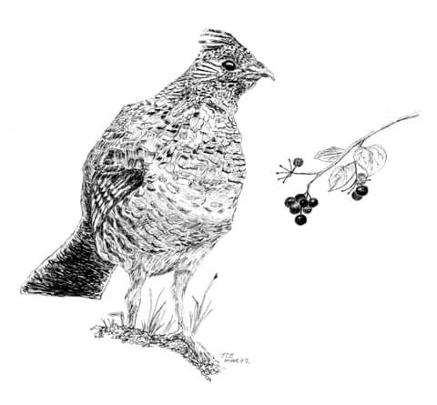 Ruffed Grouse Coloring Page